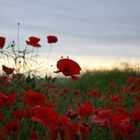 Poppy field