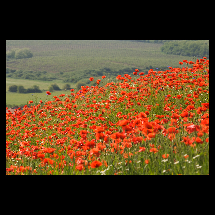 Poppy field