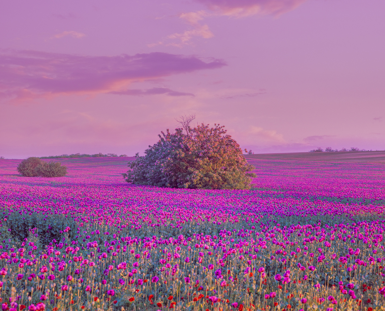 Poppy-field