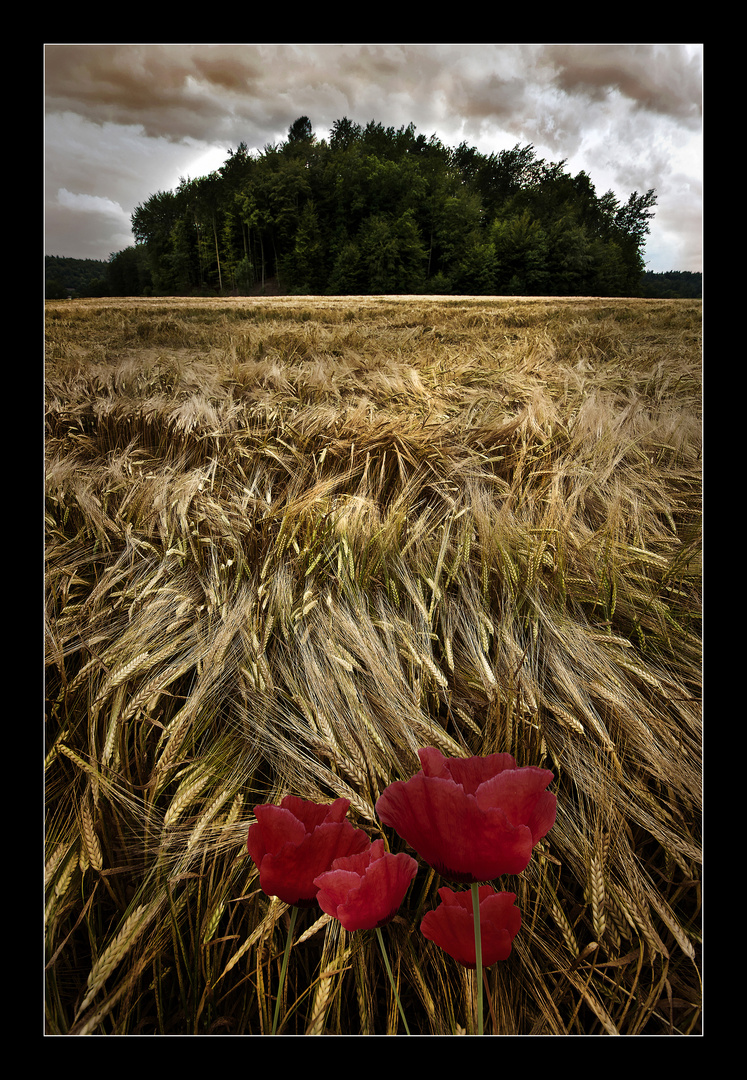 Poppy field