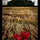 Poppy field