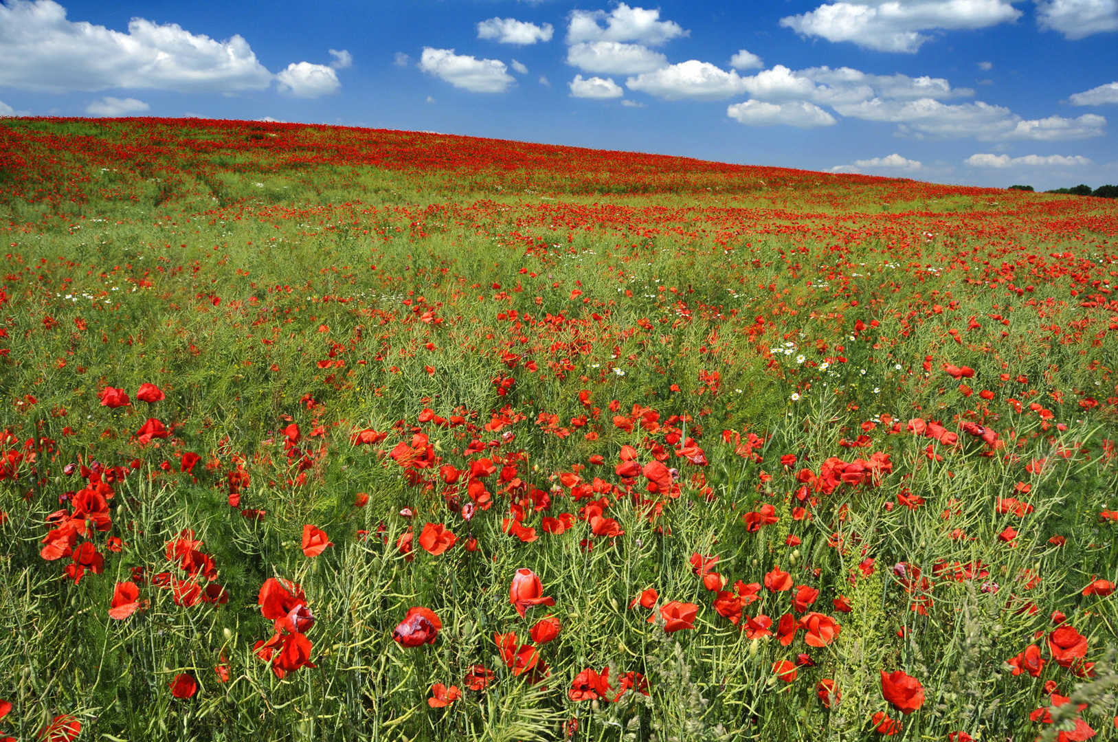 Poppy field in Hungary