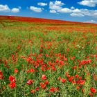 Poppy field in Hungary