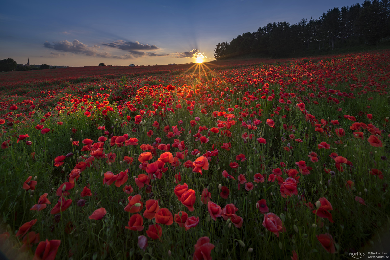 poppy field in the light