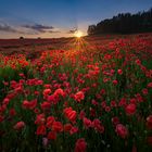 poppy field in the light