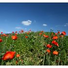 Poppy field on the Floriade