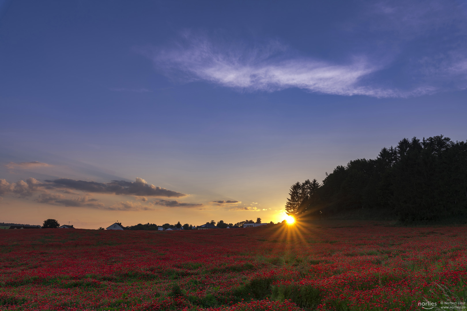 poppy field sunset