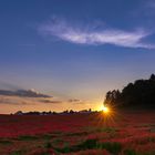 poppy field sunset