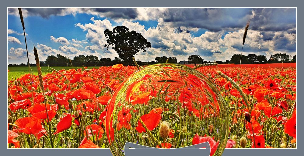 Poppy field with glass ball (Mohnfeld mit Glaskugel)