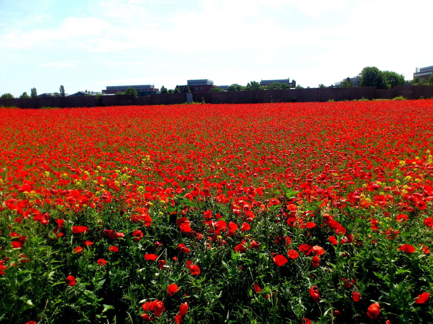 Poppy Fields Forever