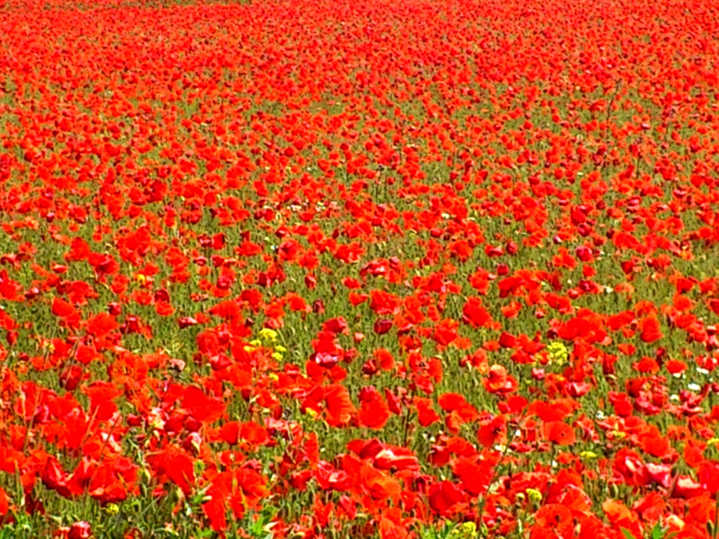 Poppy Fields Forever II