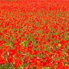 Poppy Fields Forever II