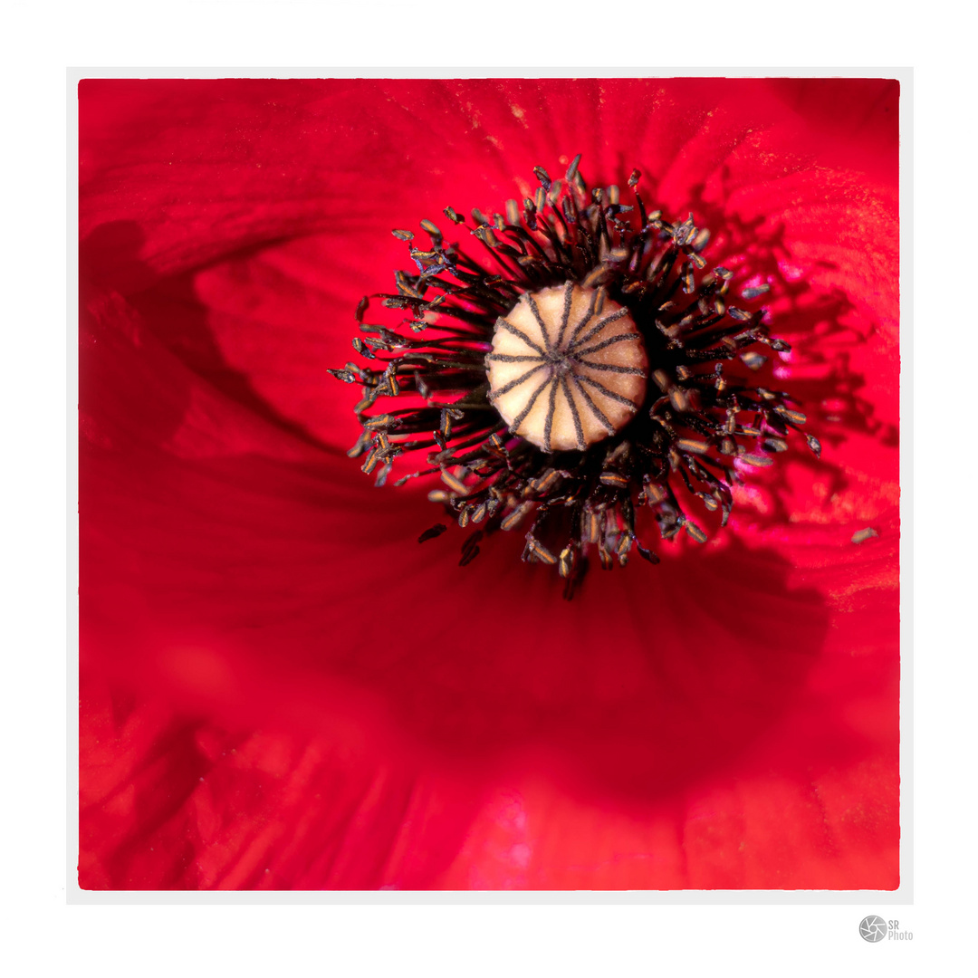  Poppy flower 