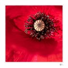  Poppy flower 