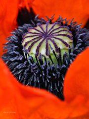 poppy flower