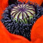 poppy flower