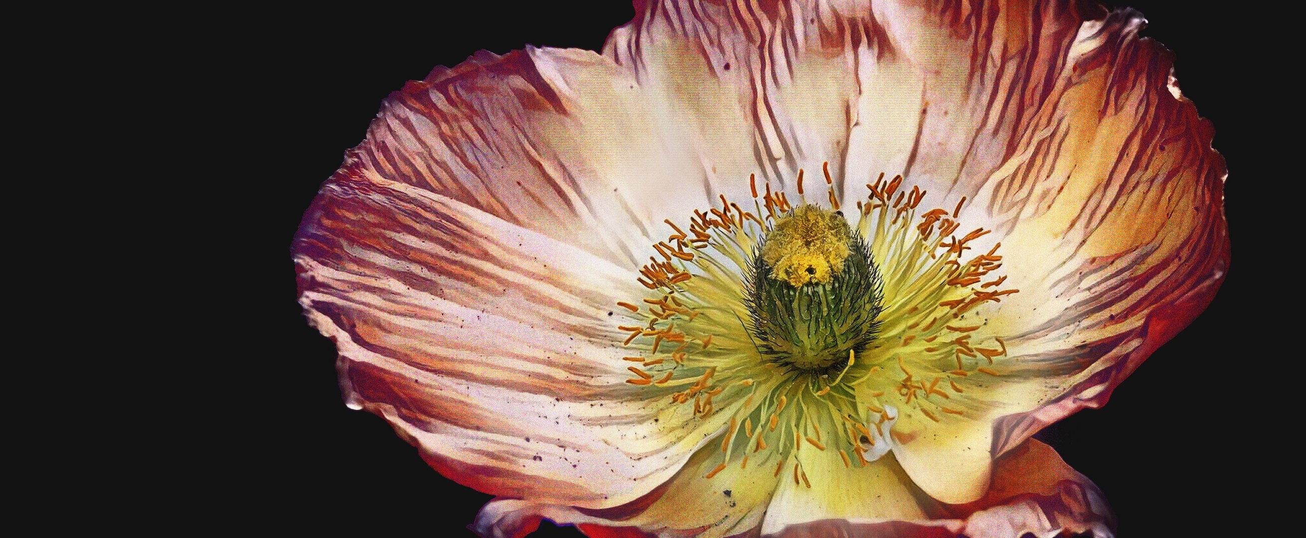 ...  poppy flower