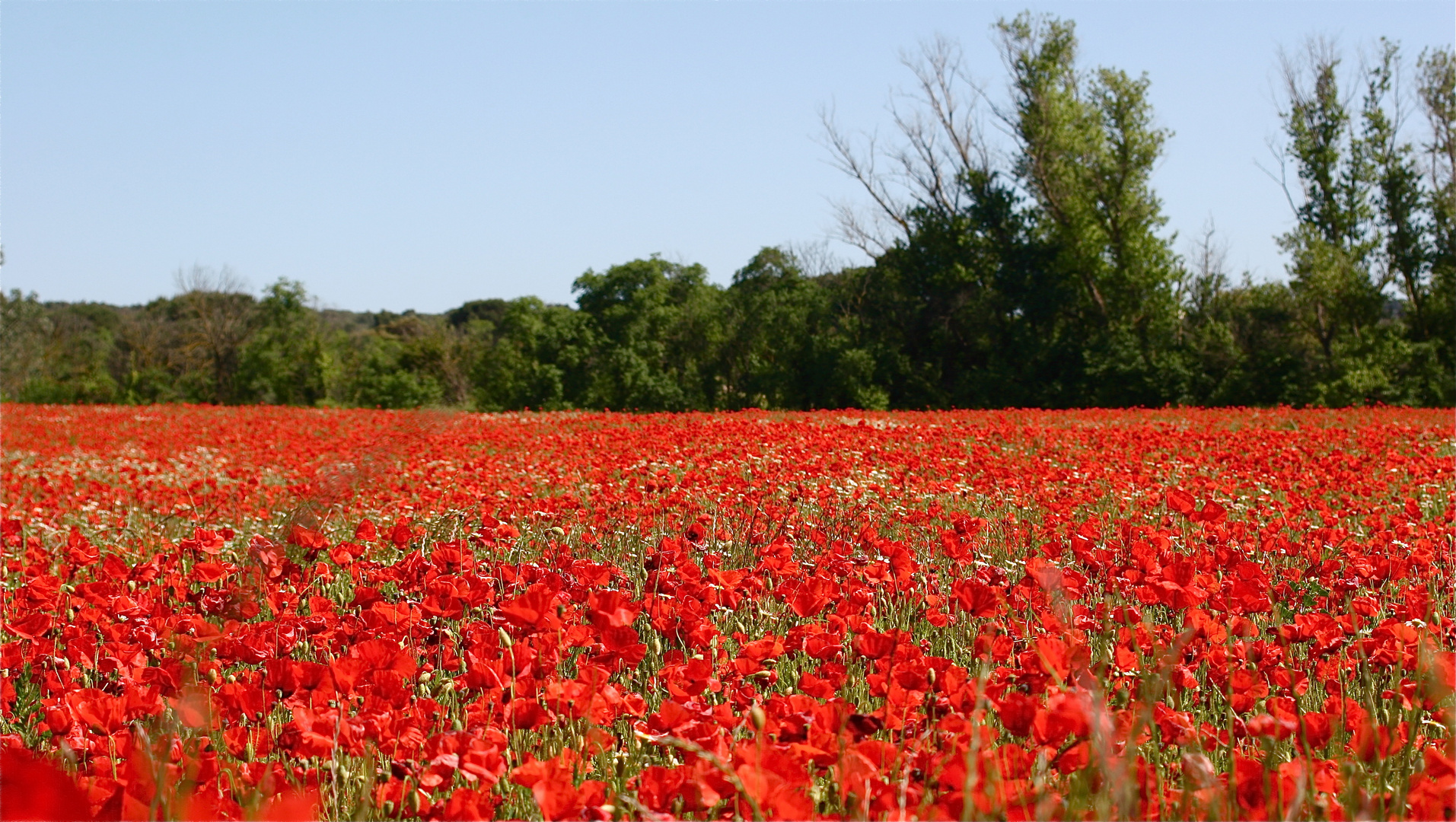 Poppy Flowers...