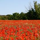 Poppy Flowers...