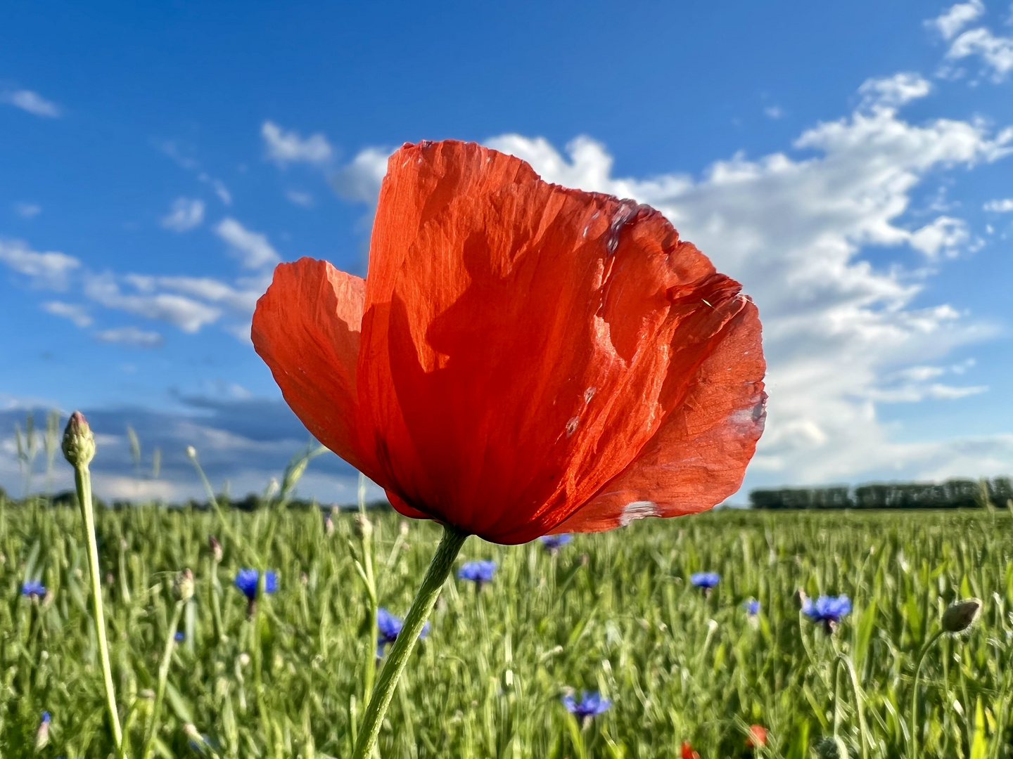 Poppy Flowers