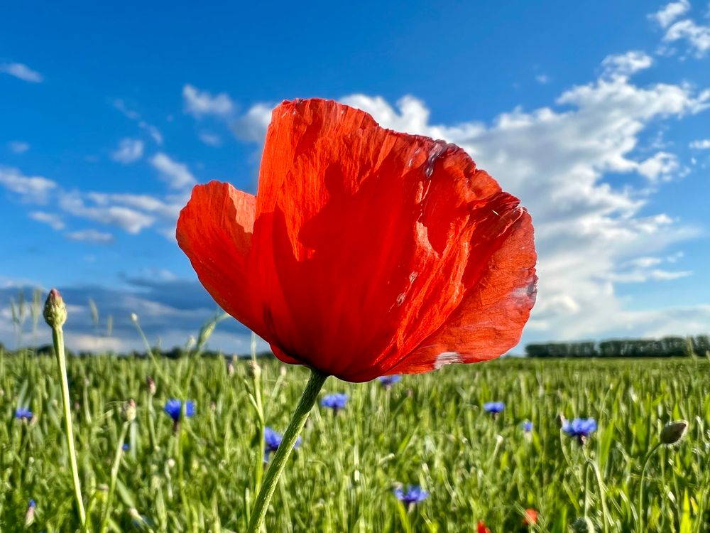 Poppy Flowers