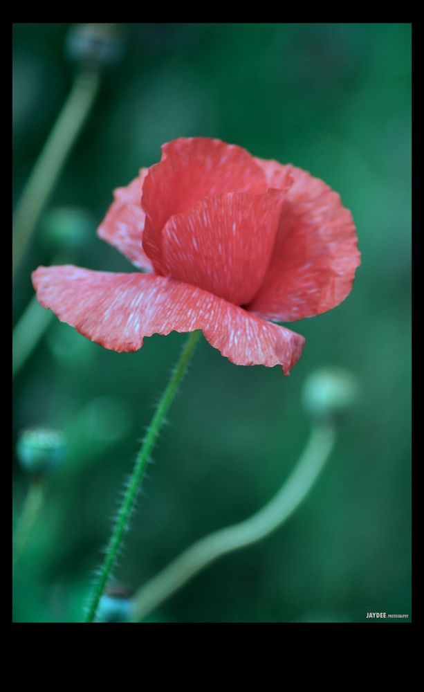 poppy II