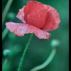 poppy II