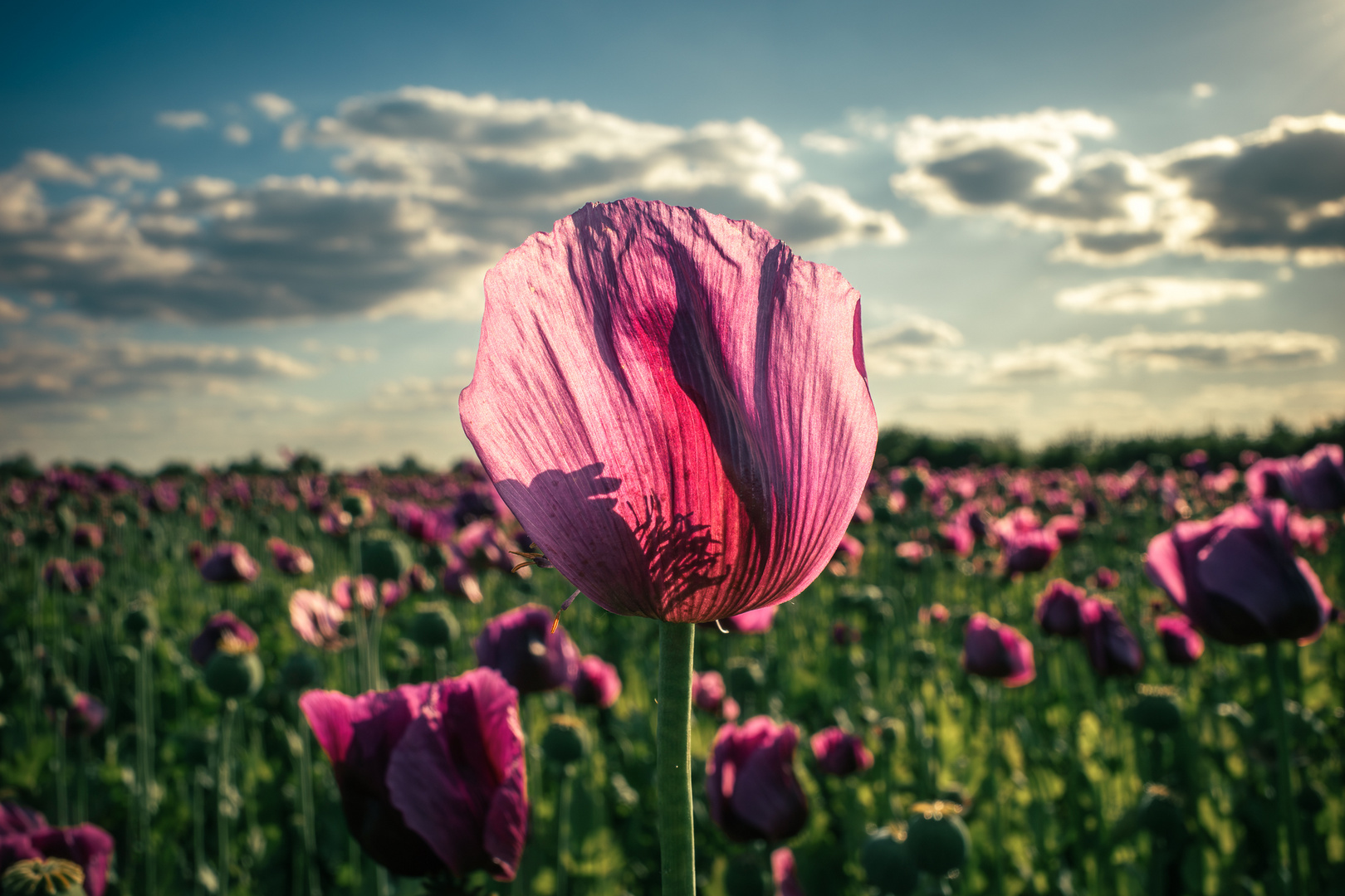 Poppy II