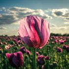Poppy II