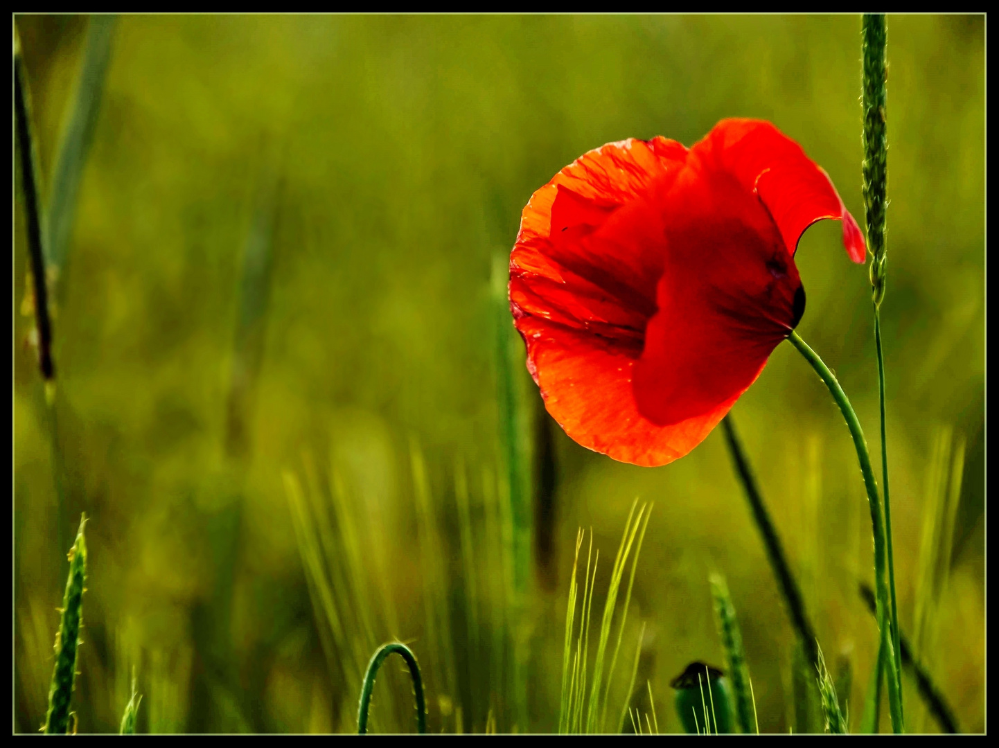 Poppy-Impression