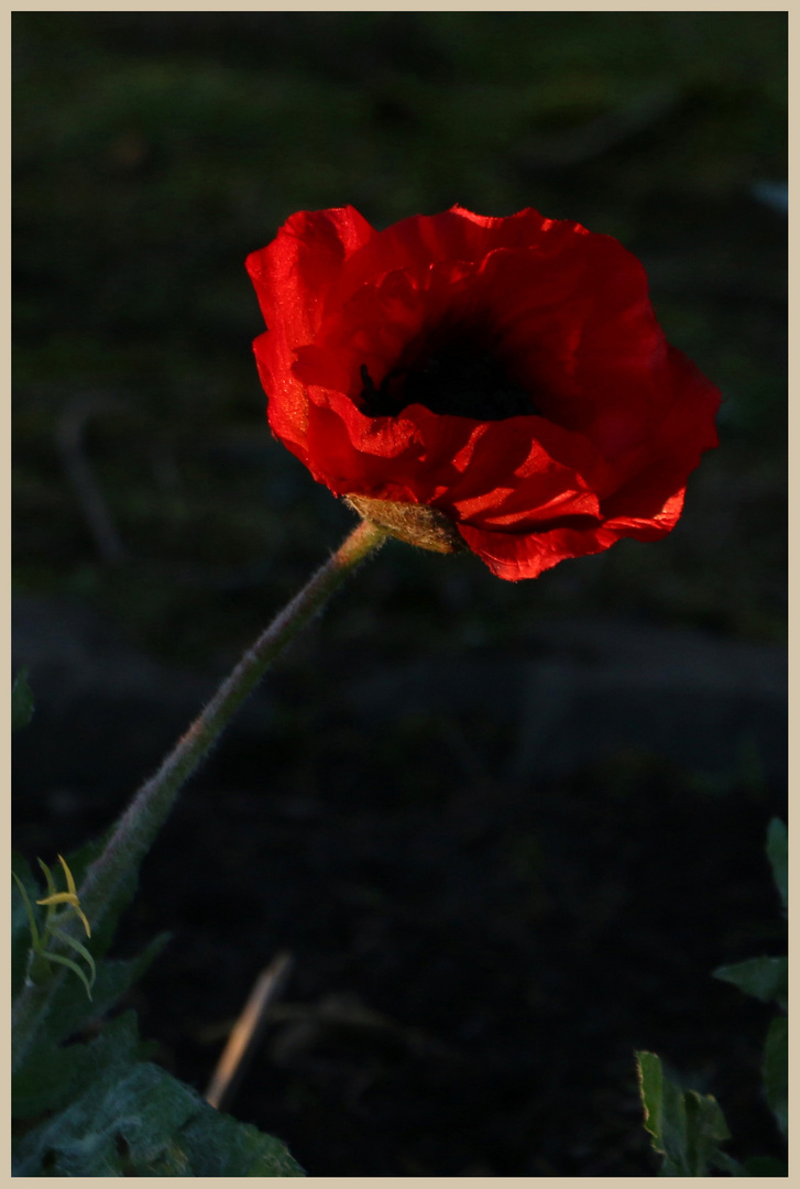 poppy in belford