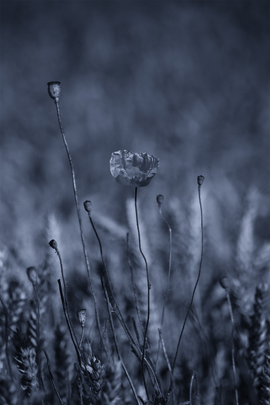 poppy in blue