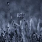 poppy in blue