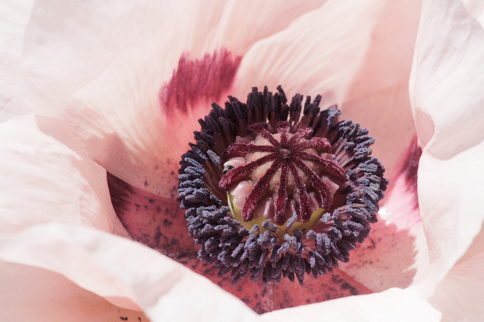 Poppy in Maine