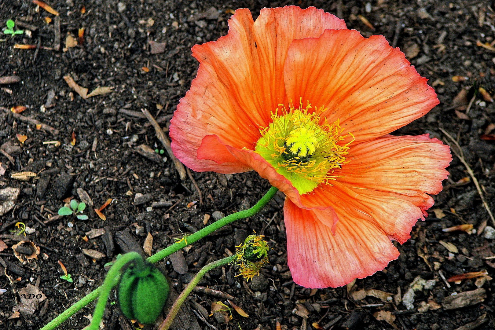 Poppy in My Garden