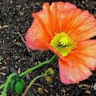 Poppy in My Garden