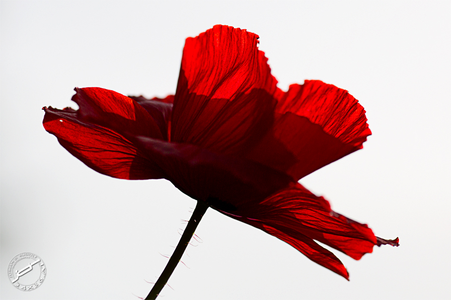 poppy in red