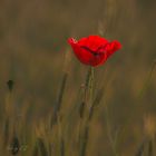 poppy in sun