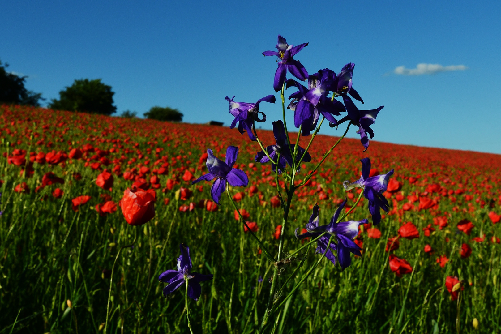 Poppy in the Background