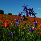 Poppy in the Background