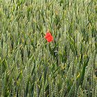 Poppy in the corn