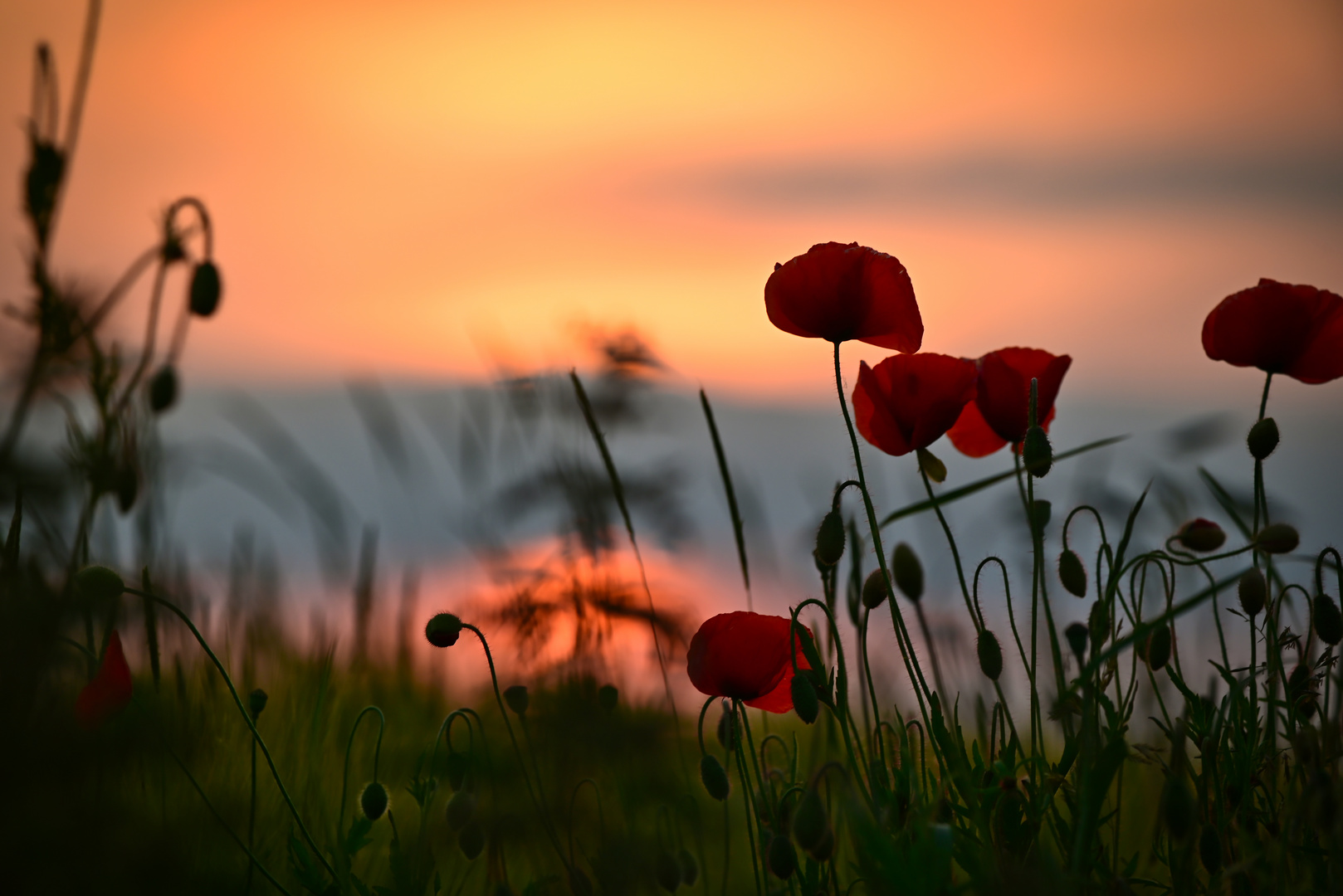 Poppy in the sky ...