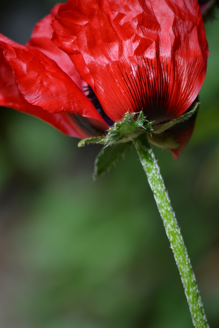 Poppy in the Wind