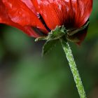 Poppy in the Wind