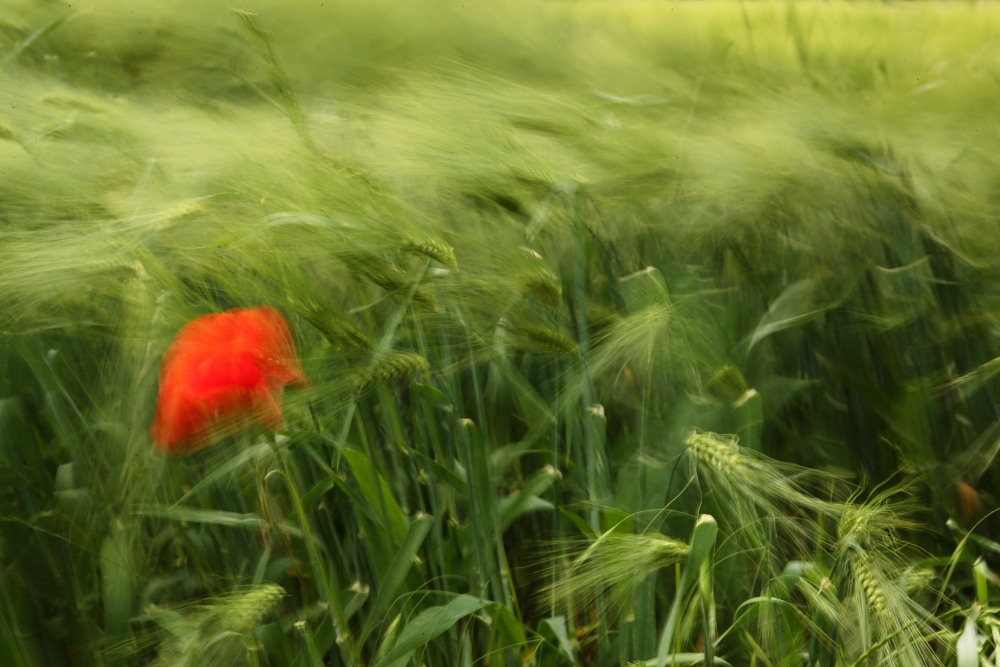 Poppy in the wind