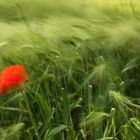 Poppy in the wind