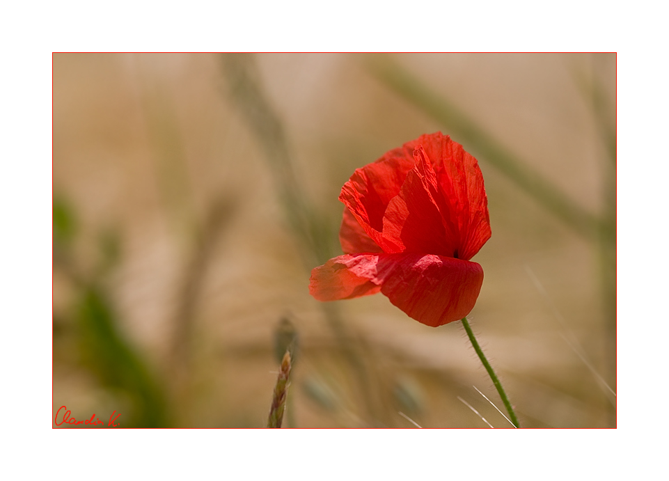 ***Poppy in the windy field***