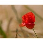 ***Poppy in the windy field***