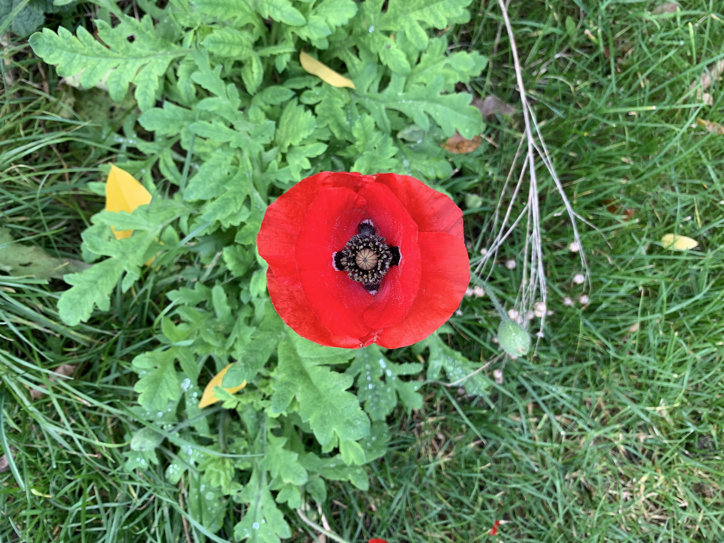 Poppy in the winter