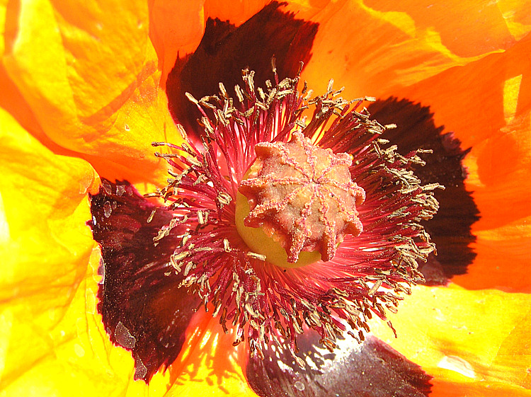 Poppy like candy!